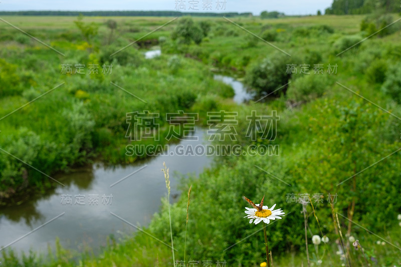 夏日里，有河流和绿草的田野，前景是无人涉足的野生动物，一朵花