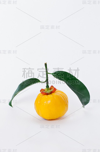 黄色的新鲜的栀子花