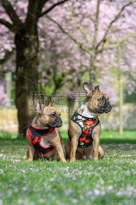 春天，一对戴着花带的法国斗牛犬站在美丽的粉红色樱花树前