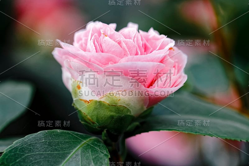 日本茶花(Camellia japonica L.)“漩涡”山茶科