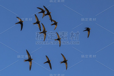 斯威夫特(Apus Apus)。