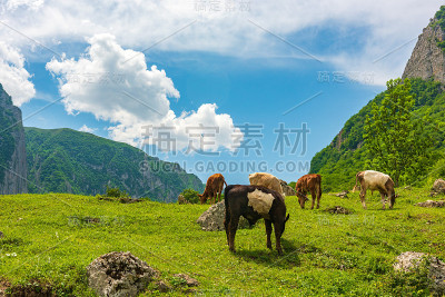在高地绿色草地上吃草的牛