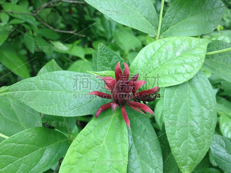 中央公园的花萼植物。