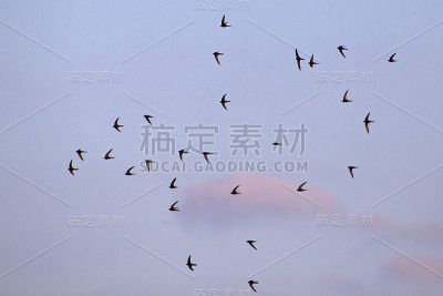 斯威夫特(Apus Apus)。
