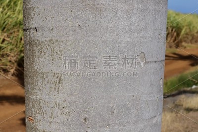 甘蔗种植园的棕榈树干，毛里求斯，印度洋，非洲
