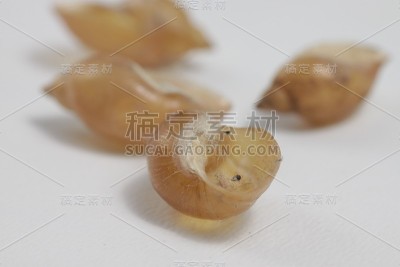 淡水蜗牛壳的特写镜头