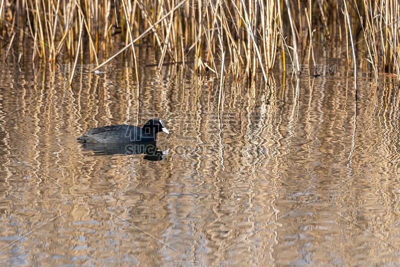 黎明时分，安珀丹沼泽中的普通白骨顶(fulica atra)。