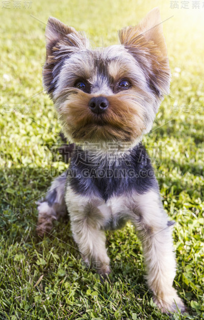 约克郡犬小狗