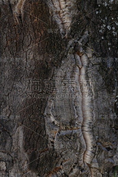 软木橡树