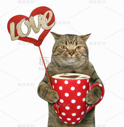 带着圆点杯的猫