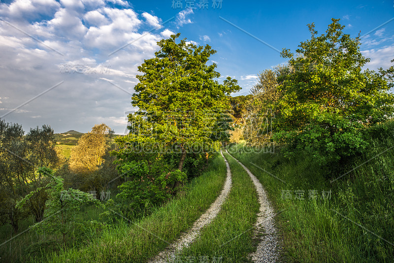 夏季景观与绿色的草地和乡村道路