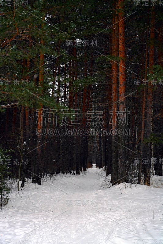 在冬天白雪覆盖的松林里徒步旅行