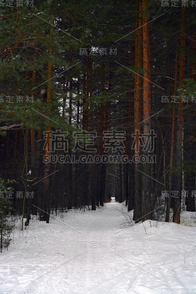 在冬天白雪覆盖的松林里徒步旅行