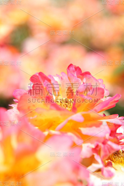 玫瑰花园