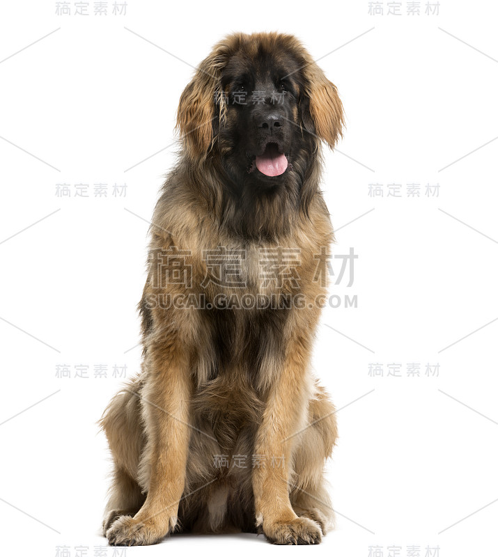 莱昂伯格坐在白色背景前