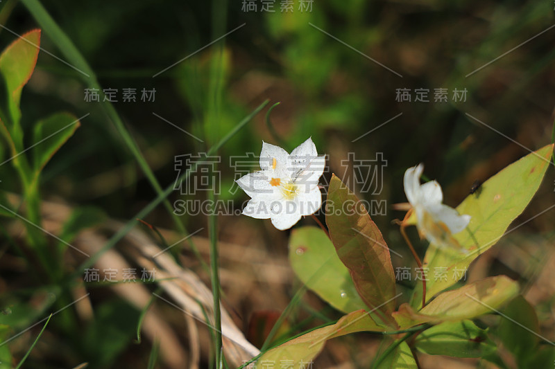 欧洲三叶草(Trientalis europaea)或鹿蹄草(chickweed-wintergre