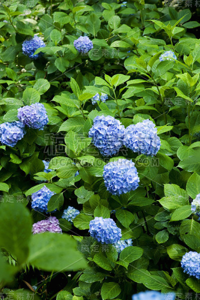 绣球花。