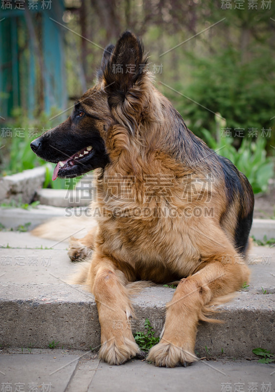 好奇的德国牧羊犬的肖像。纯种狗躺在院子里。