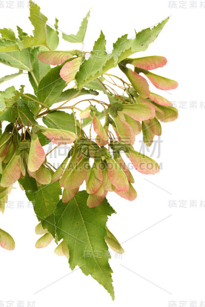 红枫果实孤立在白色背景上