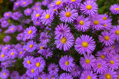 紫花意大利紫苑，米迦勒马斯雏菊(意大利星草，秋紫苑，紫罗兰花)