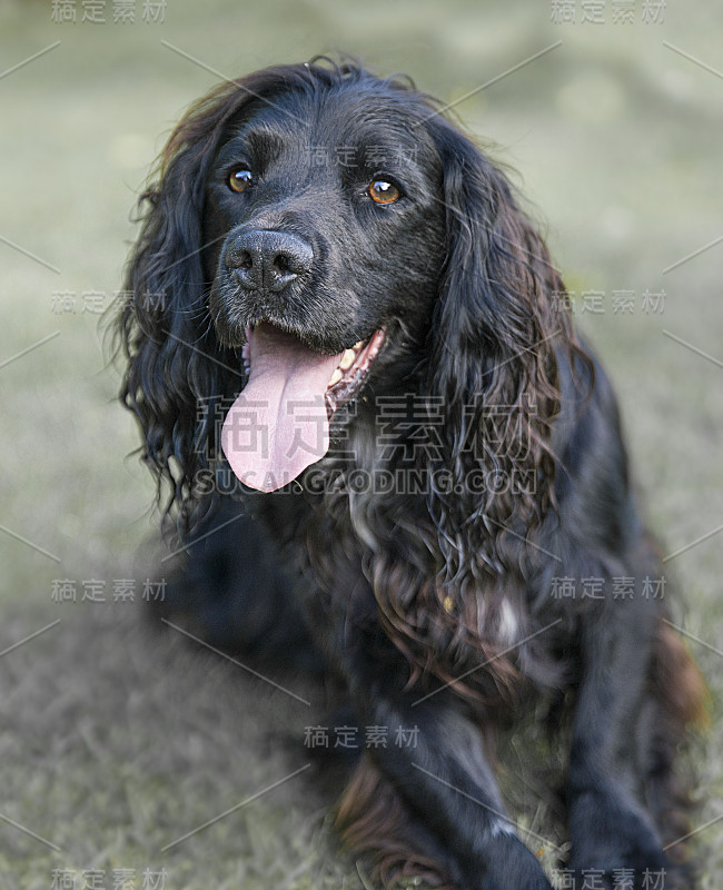 可爱和有趣的狗肖像照片可卡犬