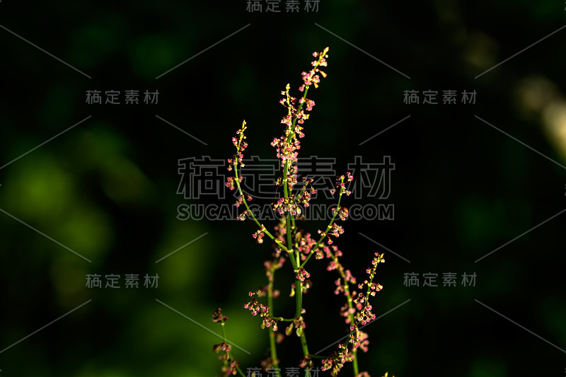 Rumex。植物。