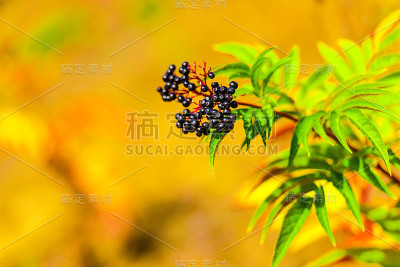 秋天