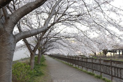 樱花,樱花