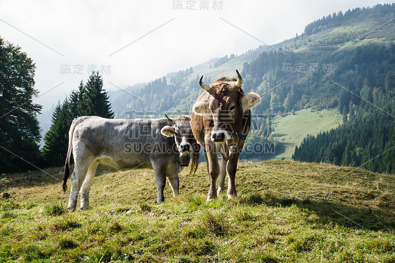 山牧场奶牛