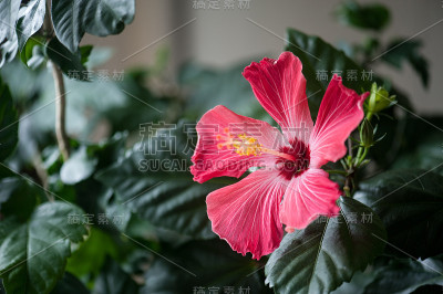 芙蓉