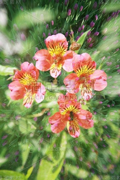 花的物体的双重曝光
