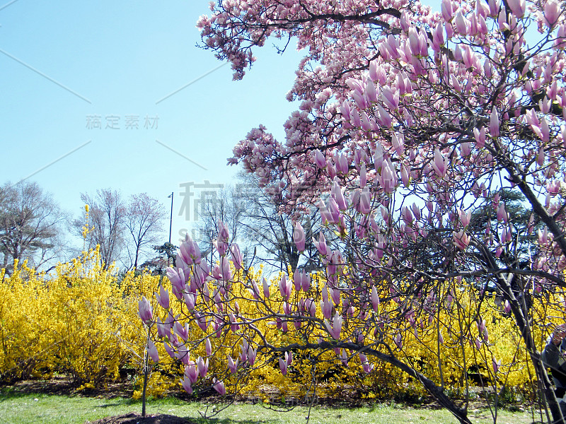 华盛顿木兰花和黄色灌木2010年3月