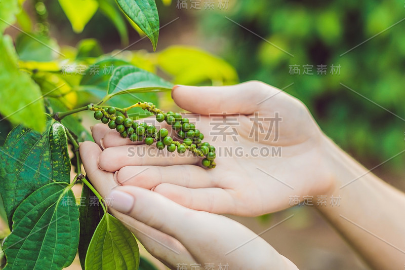 越南富国一个黑胡椒农场的年轻女人的手