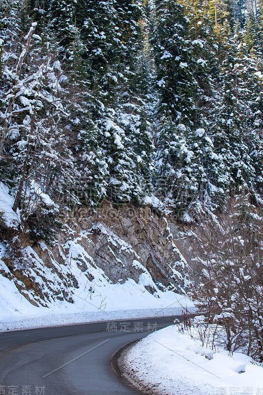 高加索山区森林中的路。冬天的雪和松树。Bakuriani之路