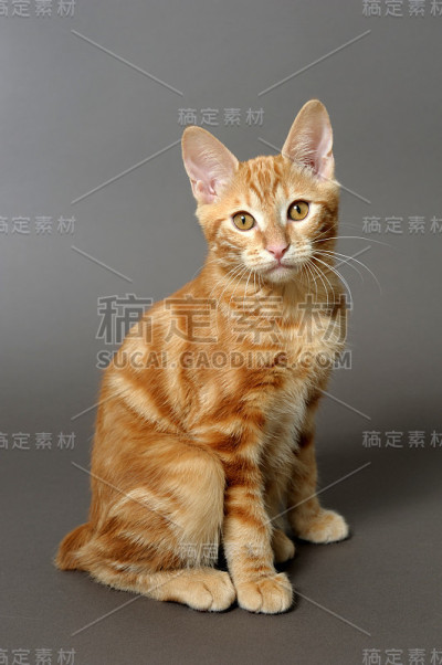 灰色背景上的小猫(品种- kurilian bobteil)