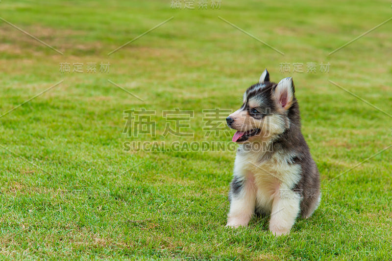 西伯利亚雪橇犬小狗