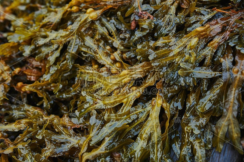 海甘蓝。背景纹理罐头海藻小吃特写。用腌料、胡萝卜、洋葱、红辣椒和调味料制作的辣菜。昆布属植物。带海带