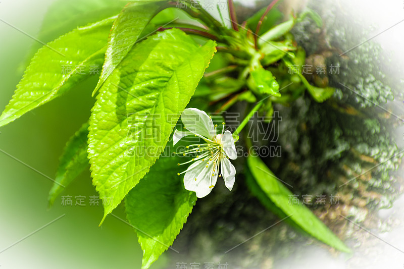 樱桃树上有许多白花。细枝绿叶上蓬松娇嫩的花瓣。