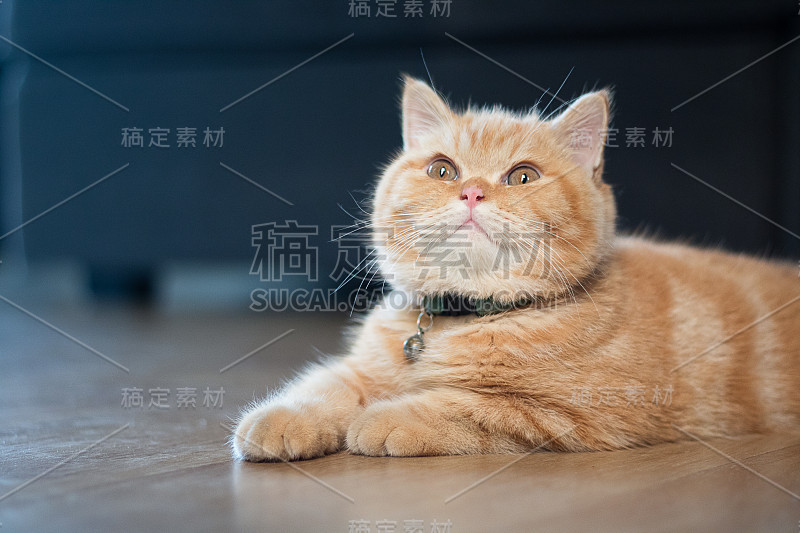 黄色的猫坐在房子的木地板上