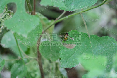 蜜蜂