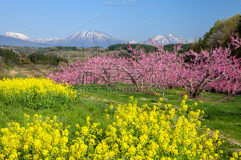 日本长野的一片桃园。春天，百花盛开。