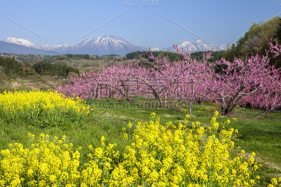 日本长野的一片桃园。春天，百花盛开。
