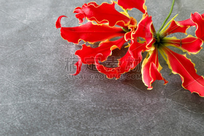 大理石图案背景中的Gloriosa