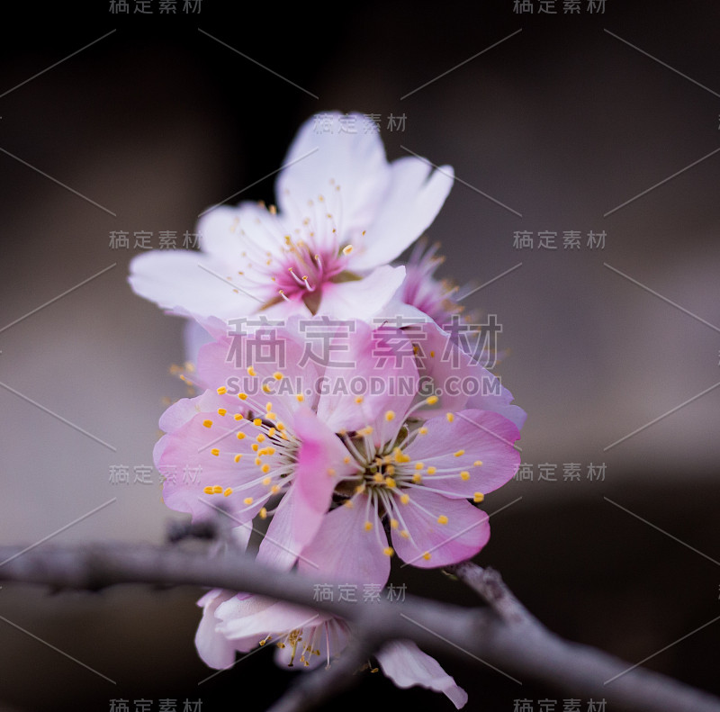 杏树上的花朵在春天的日子里模糊了背景