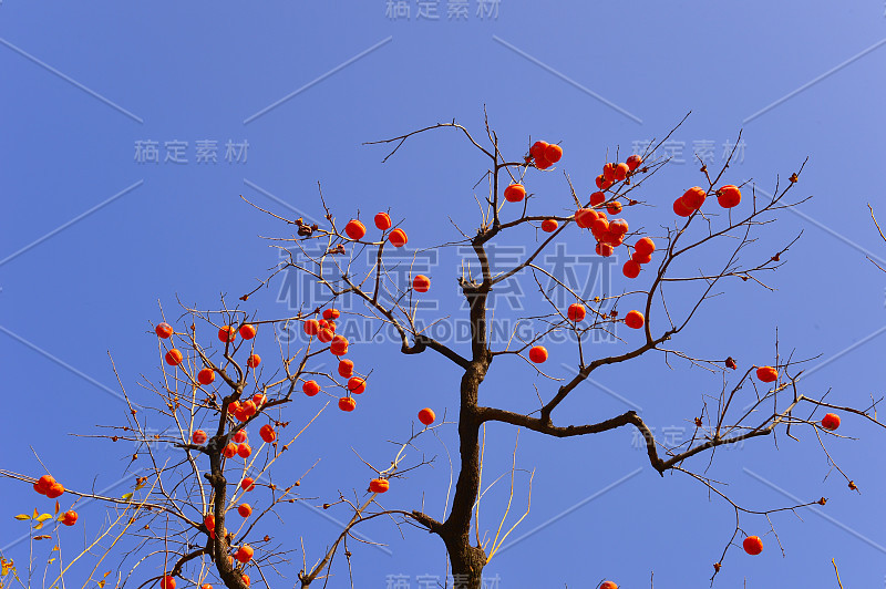 柿子在枝头，果实累累