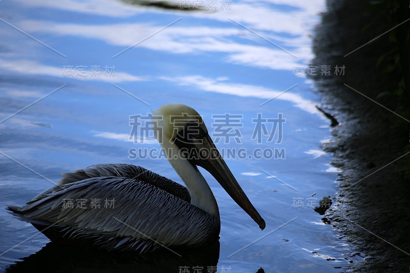 褐鹈鹕