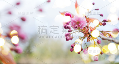 樱桃树开花