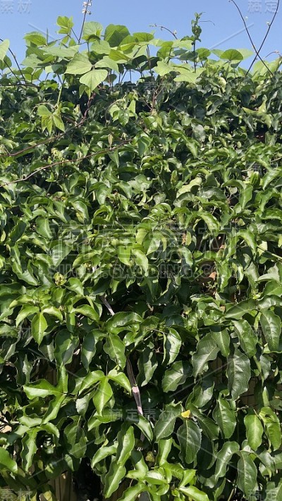 阴暗的绿色植物