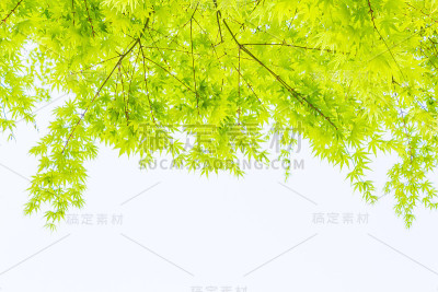 树