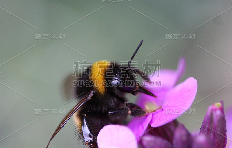 黄尾大黄蜂(熊蜂)